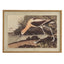 Flora & Fauna Collection Avocet On Linen In Beaded Frame