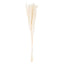 Mini White Pampas Grass Bunch Of 15 Artificial Flower Stem - Artificial Plants & Trees - British D'sire
