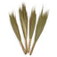 Set 4 - Pampas Broom - Natural - Natural Pampas Broom - British D'sire