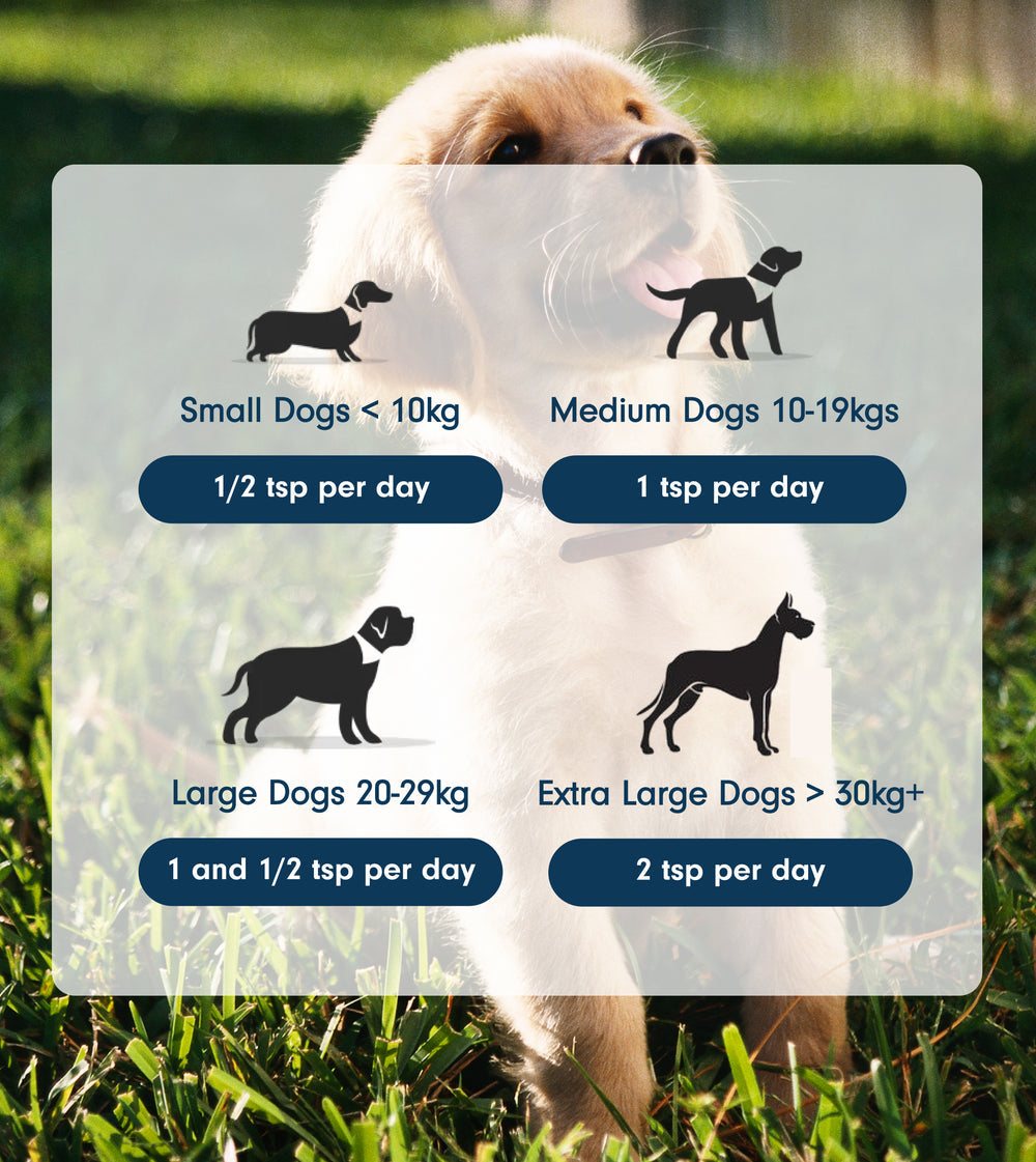 Natural Omega-3 Oil For Dogs