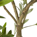 Apulia Olive Tree In White Pot 200Cm Artificial Flower Stem - Artificial Plants & Trees - British D'sire