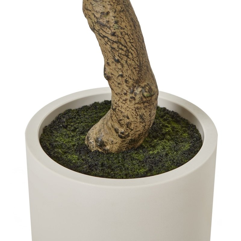 Apulia Olive Tree In White Pot 200Cm Artificial Flower Stem - Artificial Plants & Trees - British D'sire