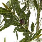 Apulia Olive Tree In White Pot 200Cm Artificial Flower Stem - Artificial Plants & Trees - British D'sire
