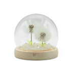 Floral Glow Garden Dome - 2 Dandelions - Led Usb - Floral Glow Garden Dome - British D'sire