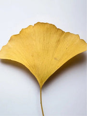 Ginkgo Booster - Mindful Radiance - Antioxidant Ginkgo Gel Booster - Antioxidant Ginkgo Gel Booster - British D'sire