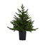 Green Forest Fir Pre-Lit Led 300L Christmas Tree In Pot - Christmas Decor - British D'sire