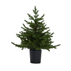 Green Forest Fir Pre-Lit Led 300L Christmas Tree In Pot - Christmas Decor - British D'sire