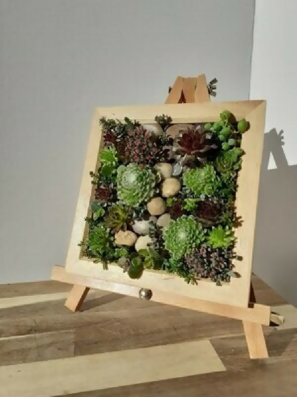 Living Frame with Succulents - Home decor - British D'sire Main image
