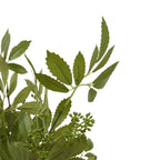 Long Fennel Stem Artificial Flower Stem - Artificial Plants & Trees - British D'sire