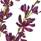 Purple Cymbidium Spray Artificial Flower Stem - Artificial Plants & Trees - British D'sire