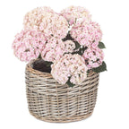 Round Antique Wash Wicker Planter - Trugs - British D'sire