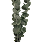 Silver Dollar Eucalyptus Artificial Flower Stem - Artificial Plants & Trees - British D'sire