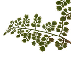 The Natural Garden Collection Maidenhair Fern Stem Artificial Flower - Artificial Plants & Trees - British D'sire