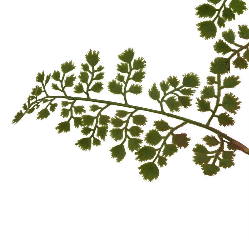 The Natural Garden Collection Maidenhair Fern Stem Artificial Flower - Artificial Plants & Trees - British D'sire