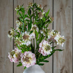 The Natural Garden Collection Pale Pink Scabious Stem Artificial - Artificial Plants & Trees - British D'sire