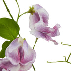 The Natural Garden Collection Purple Sweetpea Stem Artificial Flower - Artificial Plants & Trees - British D'sire