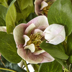 Variegated Pink Hellebore Plant In Grey Pot Artificial Flower Stem - Artificial Plants & Trees - British D'sire