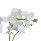 White Orchid In Glass Pot Artificial Flower Stem - Artificial Plants & Trees - British D'sire