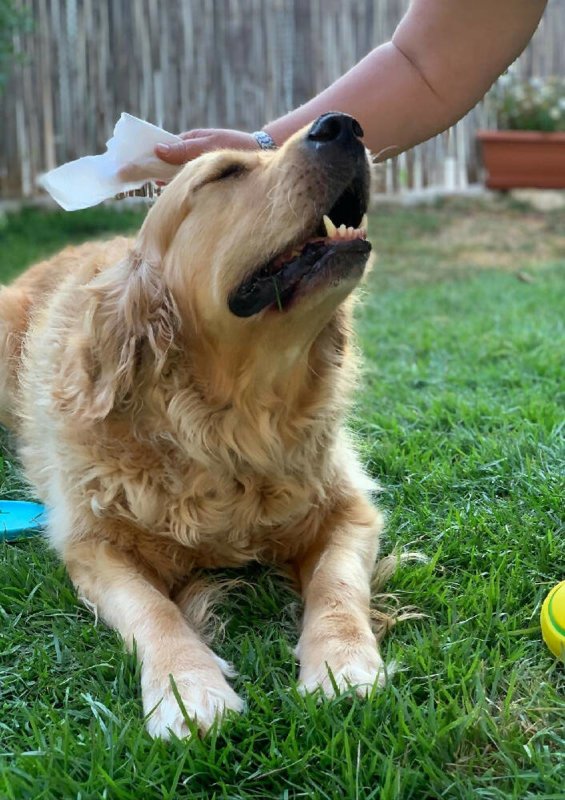 KIVEMA Dog Eye Wipes Tear Stain, Daily Cat Dog Eye Cleaner,Pet Tear Stain Remover. removes Dirt and Discharge Around The Eye and Ear Area. (80 Wipes Jar)… - Cleaning Gloves & Cloths & Sets - British D'sire