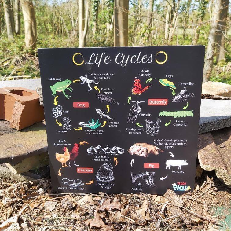 Teddo Play 4-in-1 Life Cycles Portable Educational Poster Board (Large: 30x30cm) Free Wooden Tripod Stand - Learning & Education - British D'sire