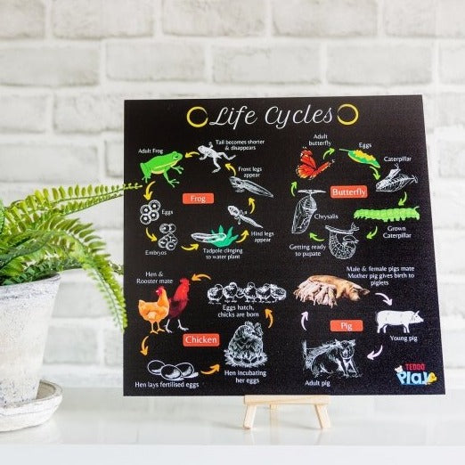 Teddo Play 4-in-1 Life Cycles Portable Educational Poster Board (Large: 30x30cm) Free Wooden Tripod Stand - Learning & Education - British D'sire