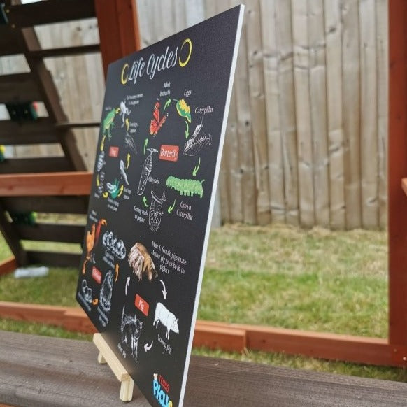 Teddo Play 4-in-1 Life Cycles Portable Educational Poster Board (Large: 30x30cm) Free Wooden Tripod Stand - Learning & Education - British D'sire