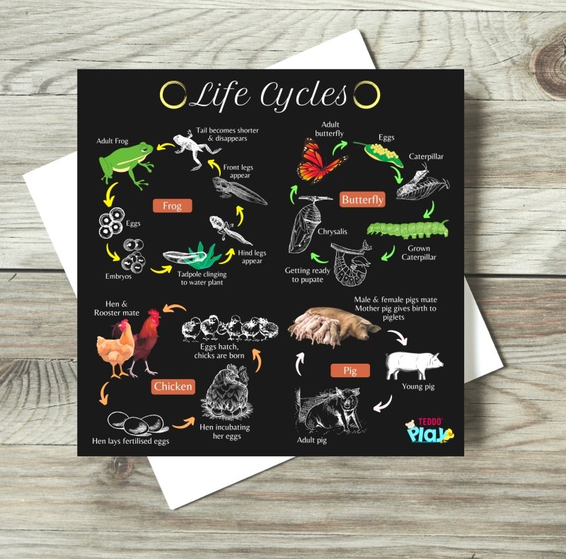 Teddo Play 4-in-1 Life Cycles Portable Educational Poster Board (Large: 30x30cm) Free Wooden Tripod Stand - Learning & Education - British D'sire