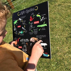 Teddo Play 4-in-1 Life Cycles Portable Educational Poster Board (Large: 30x30cm) Free Wooden Tripod Stand - Learning & Education - British D'sire