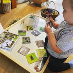 Teddo Play Beautiful Birds and Insects (Lesser-Known Facts Edition) Set of 40 - Learning & Education - British D'sire