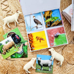 Teddo Play Birds of Prey, Wild Animals, Insects and Farm Animals (Letter-Linking Spelling Edition) Set of 40 - Learning & Education - British D'sire