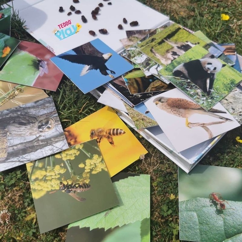 Teddo Play Birds of Prey, Wild Animals, Insects and Farm Animals (Letter-Linking Spelling Edition) Set of 40 - Learning & Education - British D'sire