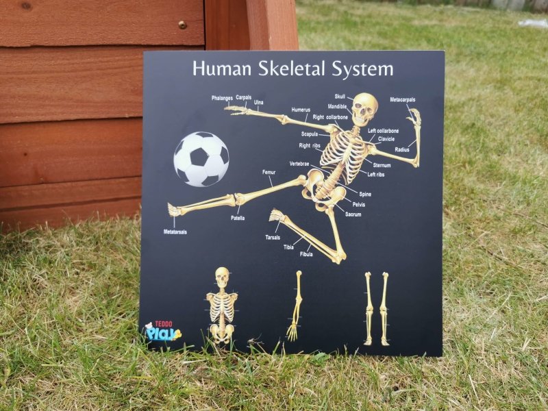 Teddo Play Human Anatomy & Human Skeletal System Portable Poster Boards (Large: 30x30cm) - Learning & Education - British D'sire