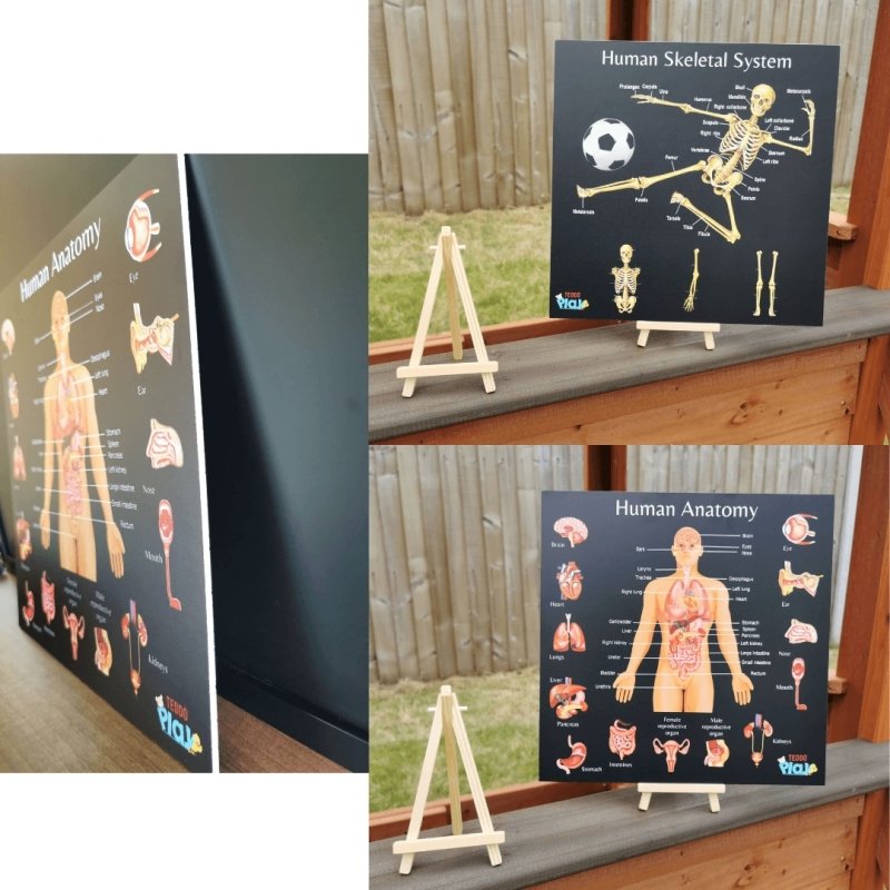 Teddo Play Human Anatomy & Human Skeletal System Portable Poster Boards (Large: 30x30cm) - Learning & Education - British D'sire