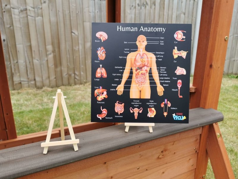 Teddo Play Human Anatomy & Human Skeletal System Portable Poster Boards (Large: 30x30cm) - Learning & Education - British D'sire