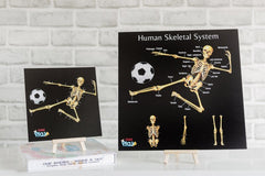 Teddo Play Human Anatomy & Human Skeletal System Portable Poster Boards (Large: 30x30cm) - Learning & Education - British D'sire