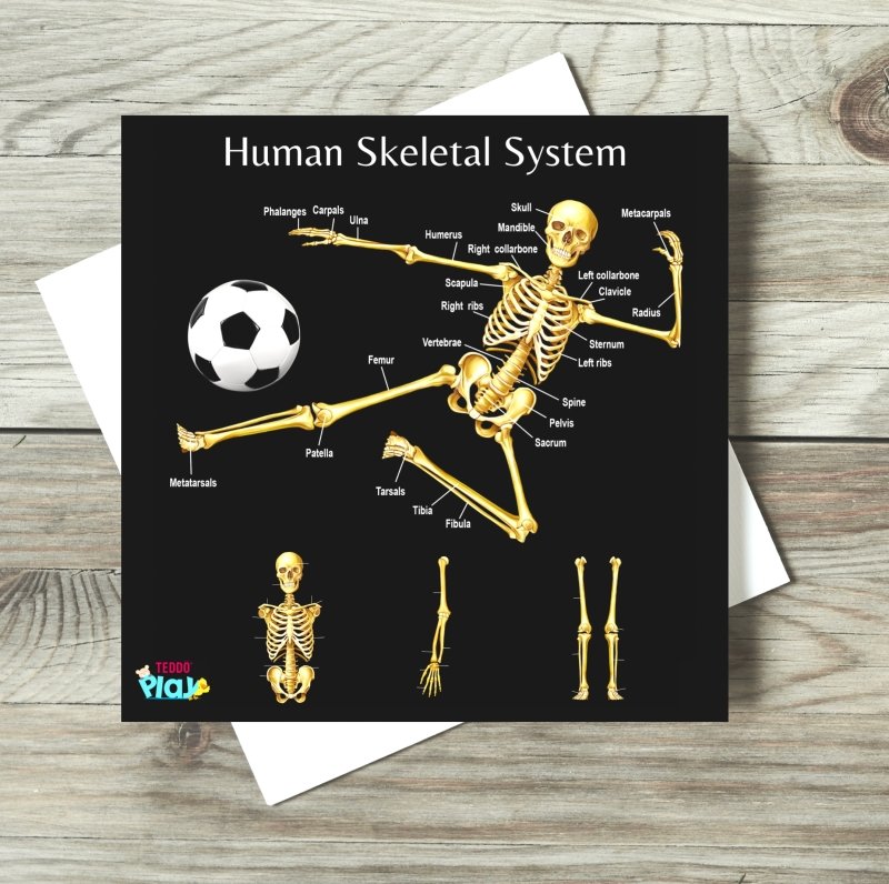 Teddo Play Human Anatomy & Human Skeletal System Portable Poster Boards (Large: 30x30cm) - Learning & Education - British D'sire