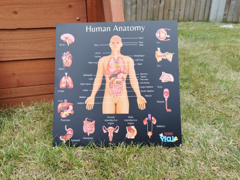 Teddo Play Human Anatomy & Human Skeletal System Portable Poster Boards (Large: 30x30cm) - Learning & Education - British D'sire