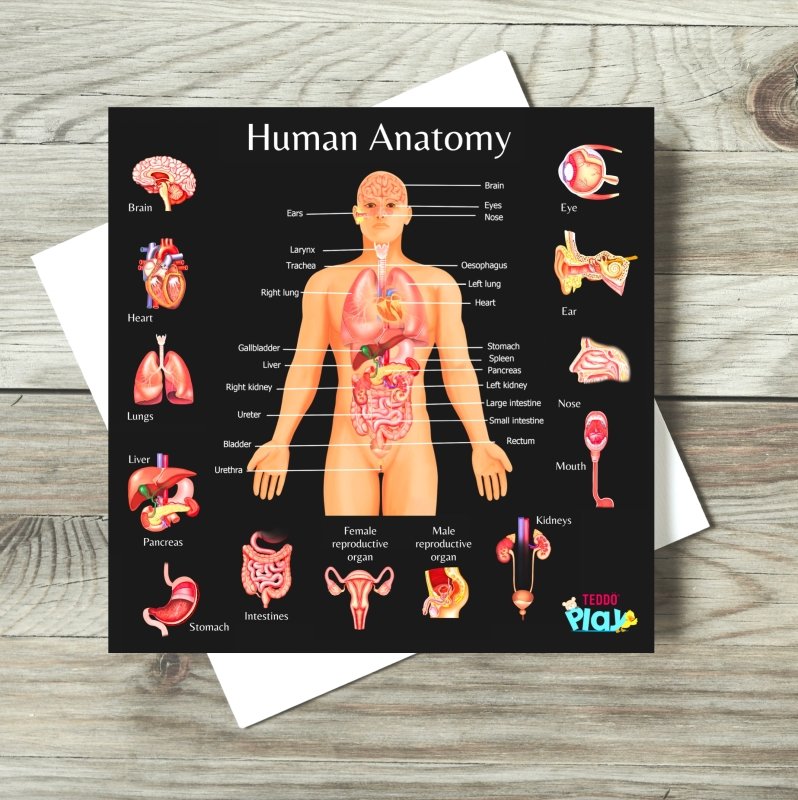 Teddo Play Human Anatomy & Human Skeletal System Portable Poster Boards (Large: 30x30cm) - Learning & Education - British D'sire