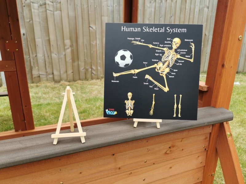 Teddo Play Human Anatomy & Human Skeletal System Portable Poster Boards (Large: 30x30cm) - Learning & Education - British D'sire