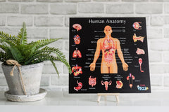 Teddo Play Human Anatomy & Human Skeletal System Portable Poster Boards (Large: 30x30cm) - Learning & Education - British D'sire