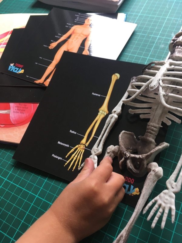 Teddo Play Our Bodies - Inside & Out (Organs, Body Parts, Skeletal System) - Learning & Education - British D'sire