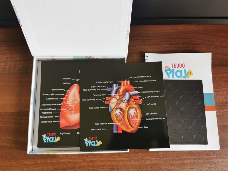 Teddo Play Our Bodies - Inside & Out (Organs, Body Parts, Skeletal System) - Learning & Education - British D'sire