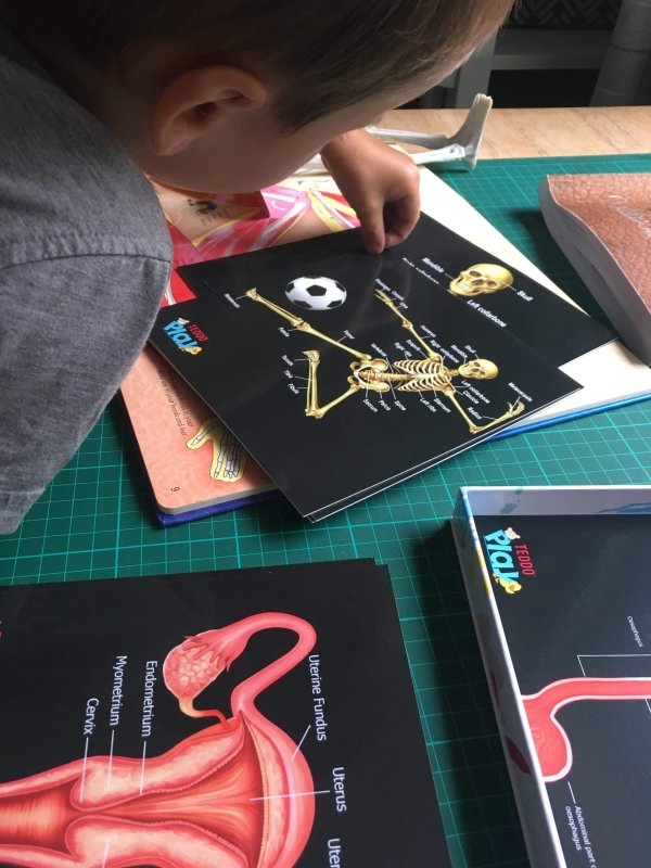 Teddo Play Our Bodies - Inside & Out (Organs, Body Parts, Skeletal System) - Learning & Education - British D'sire