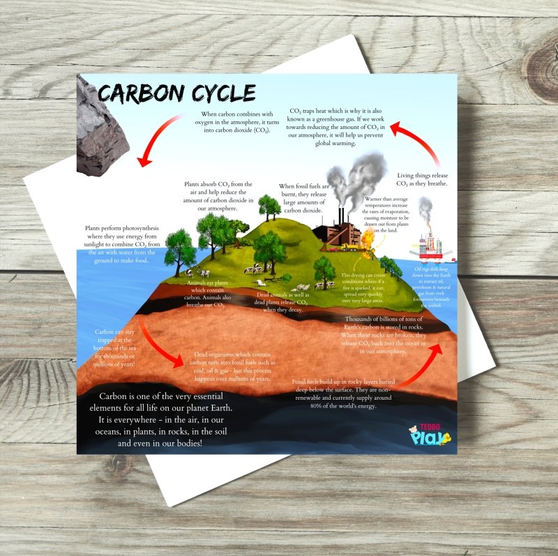 Teddo Play Water Cycle & Carbon Cycle Portable Educational Poster Boards (Large: 30x30cm) Free Wooden Tripod Display Stand - Learning & Education - British D'sire