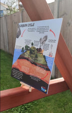 Teddo Play Water Cycle & Carbon Cycle Portable Educational Poster Boards (Large: 30x30cm) Free Wooden Tripod Display Stand - Learning & Education - British D'sire