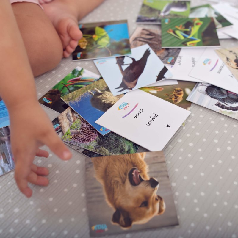 Teddo Play What's The Word For That Sound? Set of 40 - Learning & Education - British D'sire