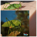 Teddo Play What's The Word For That Sound? Set of 40 - Learning & Education - British D'sire