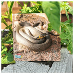 Teddo Play What's The Word For That Sound? Set of 40 - Learning & Education - British D'sire