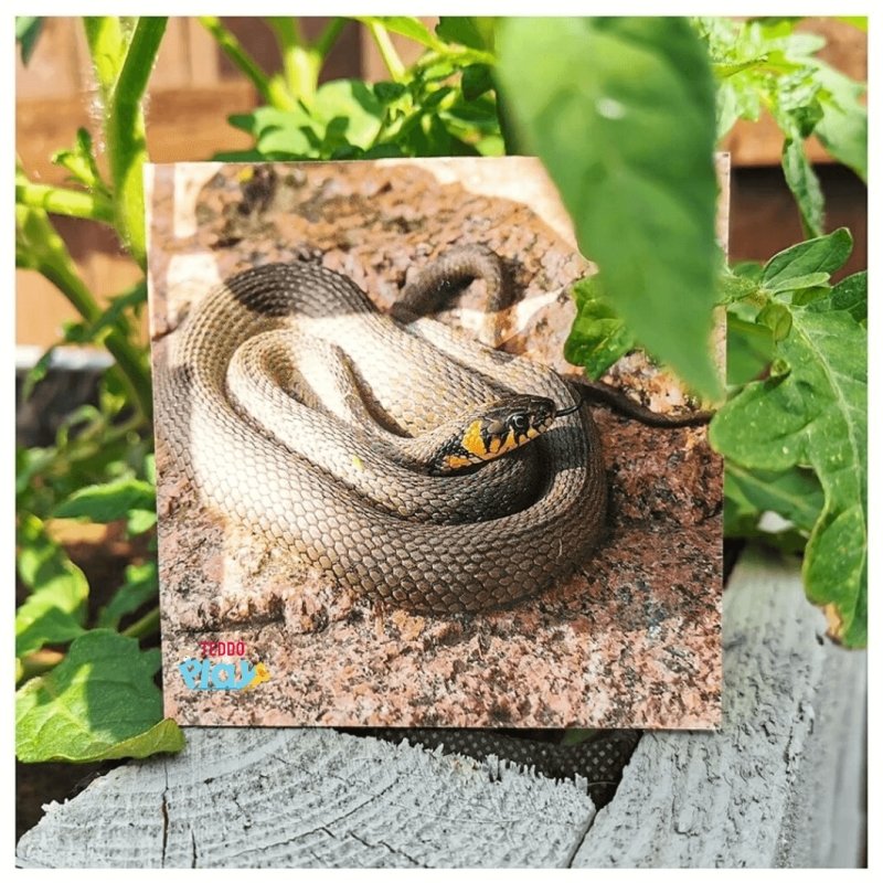 Teddo Play What's The Word For That Sound? Set of 40 - Learning & Education - British D'sire