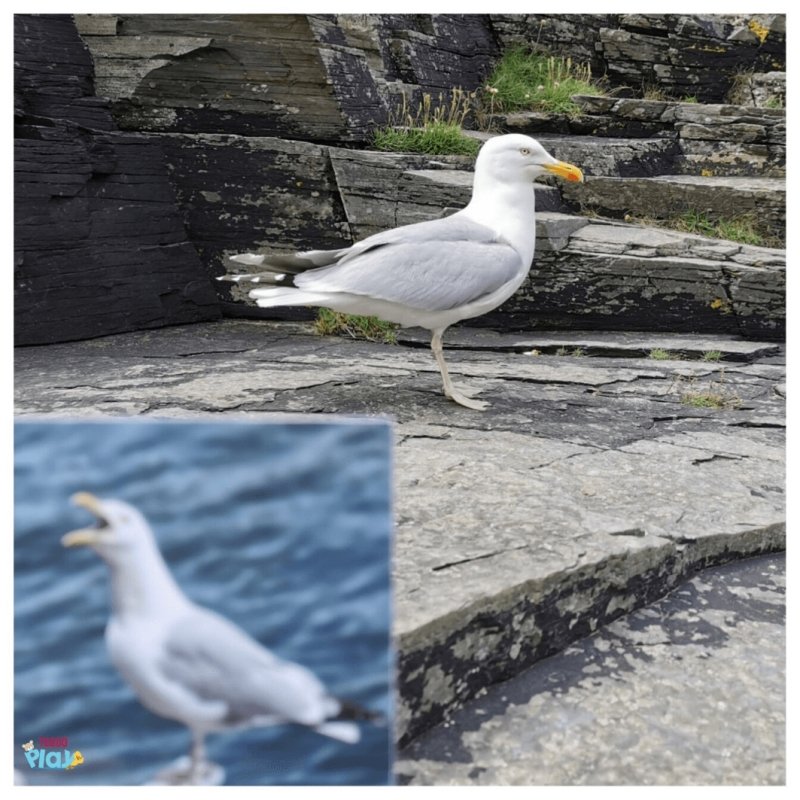 Teddo Play What's The Word For That Sound? Set of 40 - Learning & Education - British D'sire